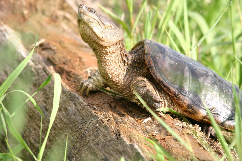 turtle sitting on log