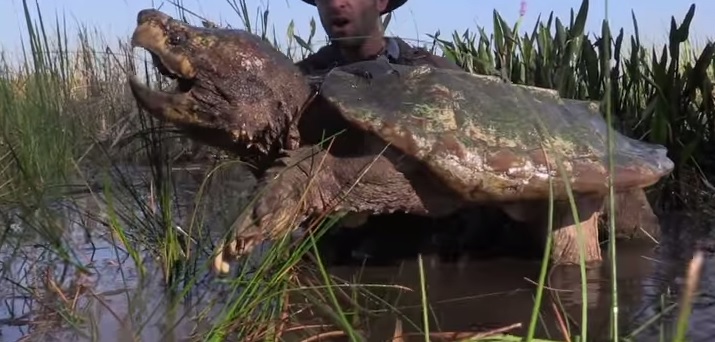 Alligator Snapping Turtle Care