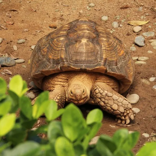 African Spurred Tortoise also known as the Sulcata Tortoise(Geochelone (Centrochelys)