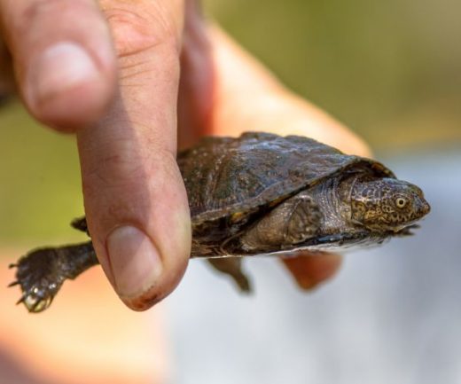 Turtle Adoption & Turtle Rescue - All Turtles