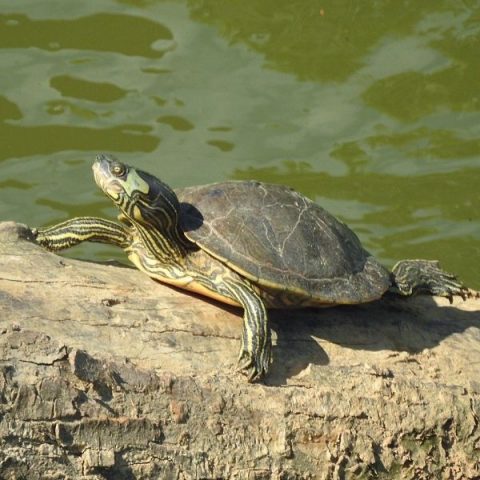 Emydidae (51 Turtle Species) - All Turtles