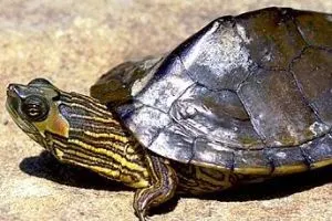 Alabama Map Turtle