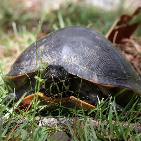 Alabama Red-bellied Cooter (Pseudemys alabamensis) in grass in Jackson County, Mississippi, USA