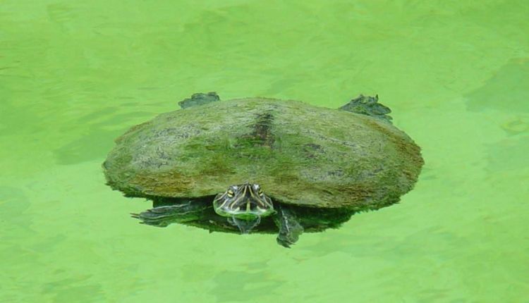 Algae on Turtle