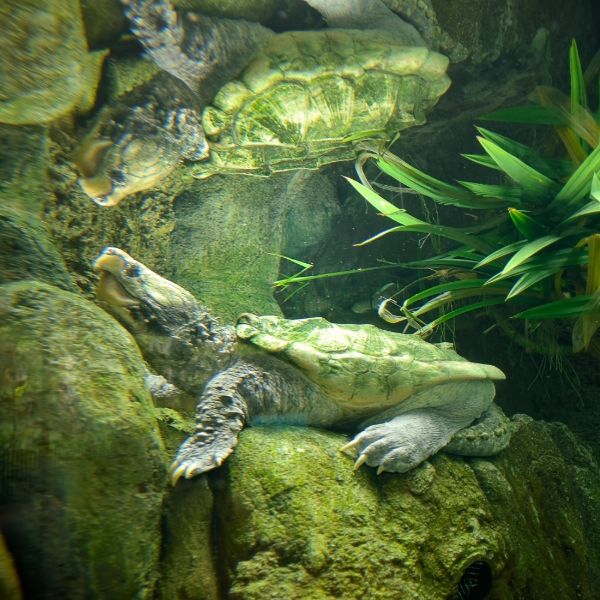 Alligator Snapping Turtle (Macrochelys temminckii) in large aquarium tank