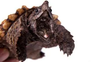Alligator snapping turtle with jaw open