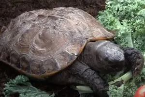 Arakan Forest Turtle eating