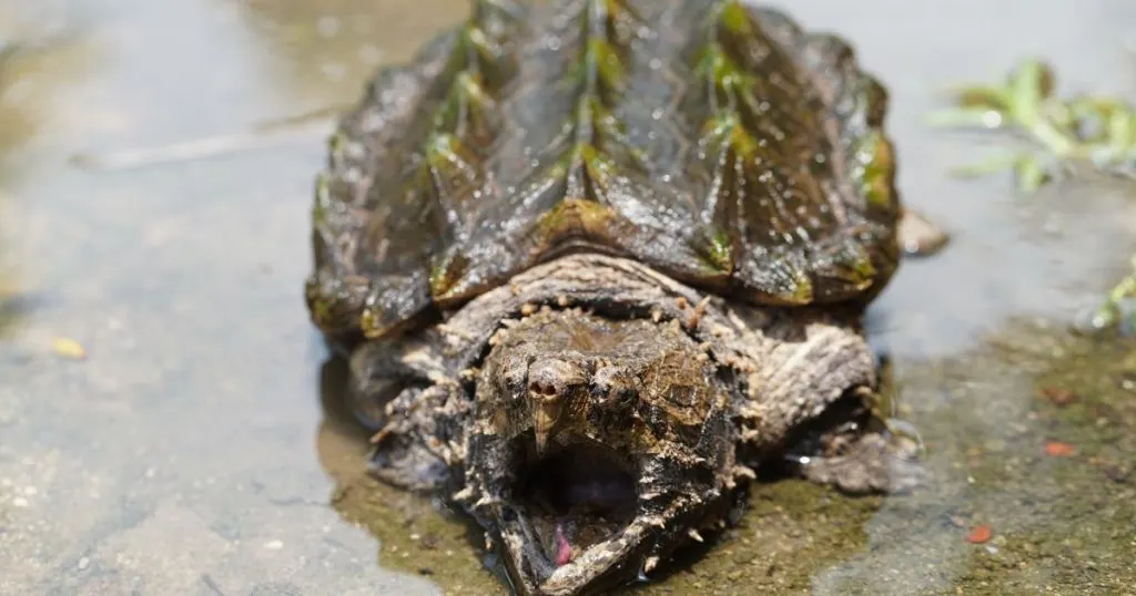 Are Turtles Dinosaurs