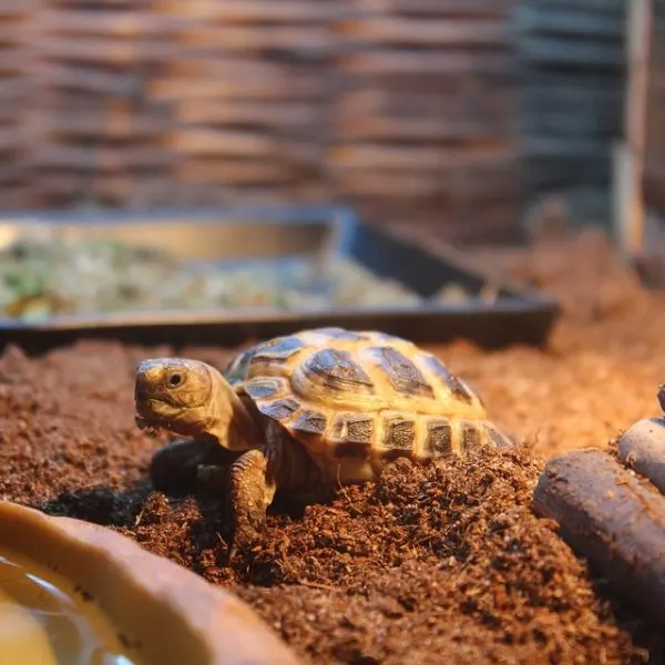 Baby Russian Tortoise in its enclosure
