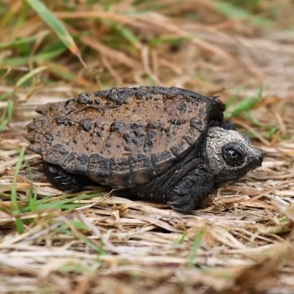Baby common snapping turtle