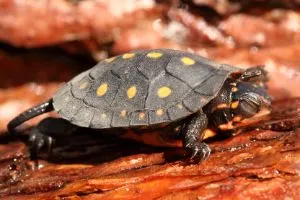 Baby spotted turtle in enclosure