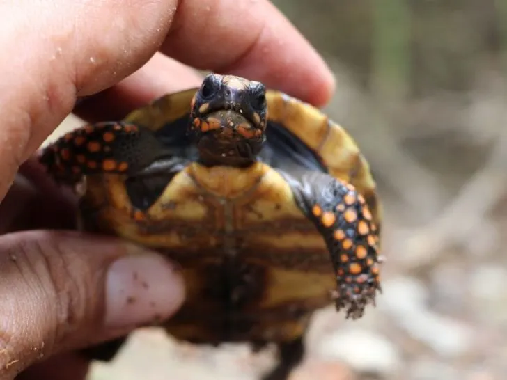 Best Pet Tortoises