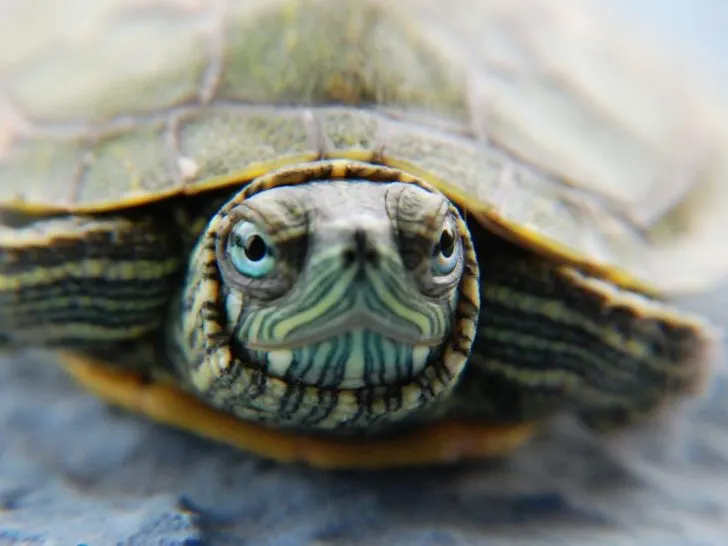 Close up of the face of a Yellow Bellied Slider turtle
