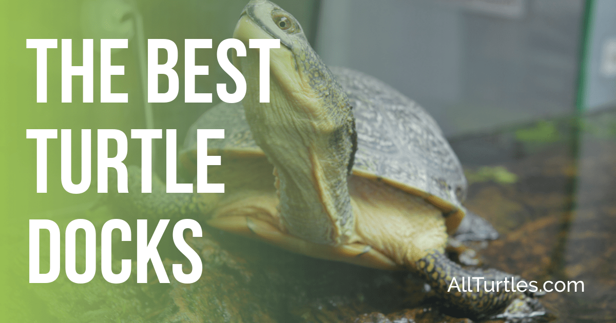 Best Turtle Dock