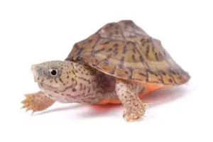 Best pet turtles
