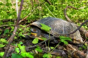 Blandings turtle in woods in Illinois