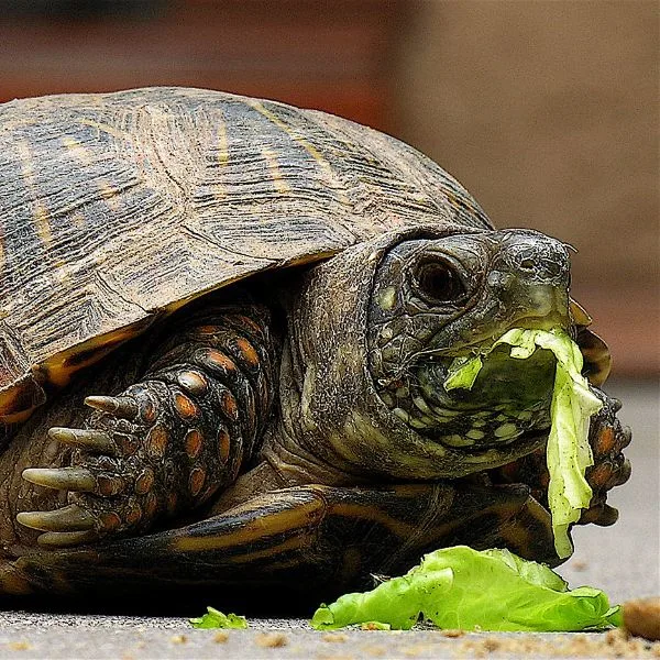 Box turtle eating lettuce taken by Jon Hurd