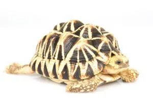 Burmese star tortoise for sale