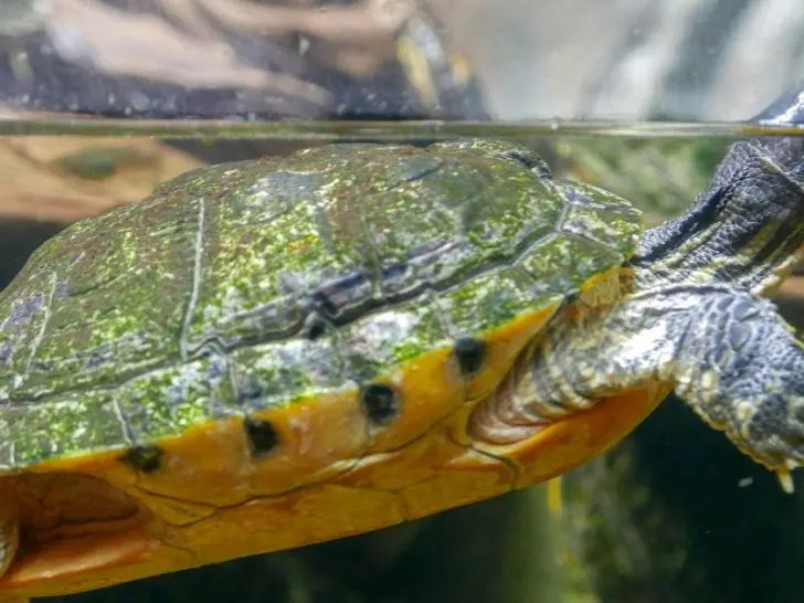 Can A Turtle Go In A Fish Tank