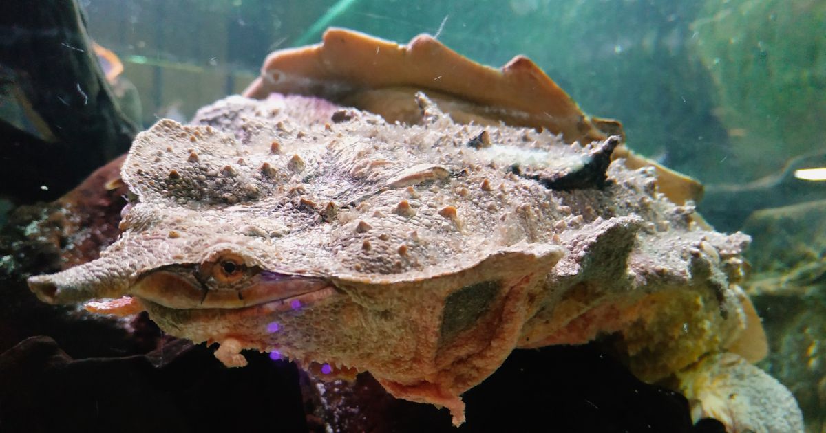 Turles Fish Can Turtles Live With Fish? Safe Tank Mate Guide - All Turtles
