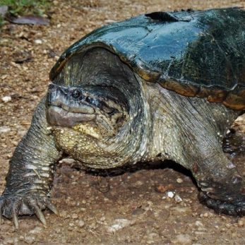 Types of Snapping Turtles | 5 Species Guide - All Turtles