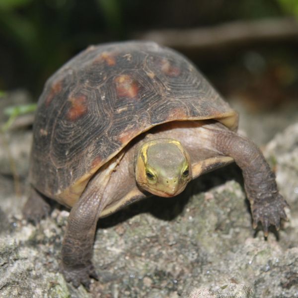 The Box Turtle (7 Types And A Care Guide) - All Turtles