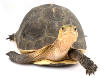 Chinese Box Turtle (Yellow Marginated Box Turtle)