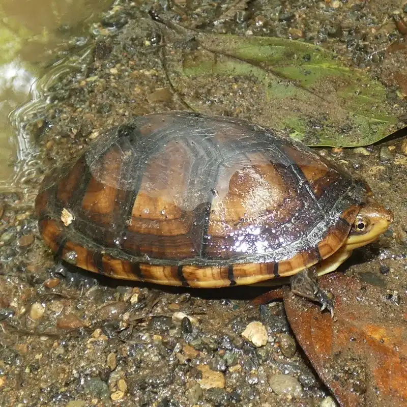 Close up of a White Lipped Mud Turtle Sitting on a river bank