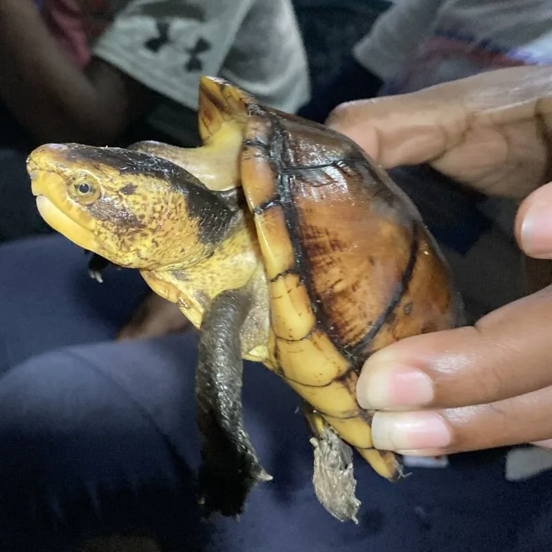 Close up of a White lipped mud turtle being held
