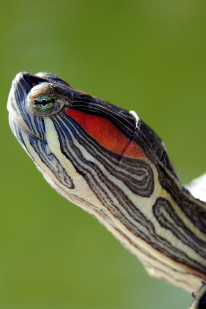 Turtle Rangers Head Turtle Anatomy 101: Shell Structure & Inner Workings Explained - All ...