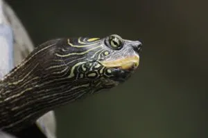 Closeup of head of eastern river cooter
