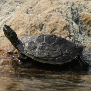 Common Map Turtle (Graptemys geographica) basking on rocky shoreside