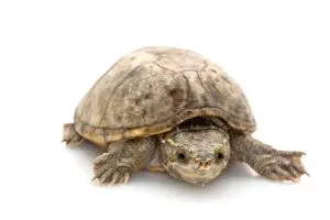 Common Musk Turtle on white background