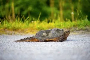 Common Snapping Turtle (Chelydra serpentina) sitting on asphalt road with tail extended