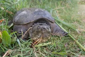 Common Snapping Turtles (Chelydra serpentina) on the grass