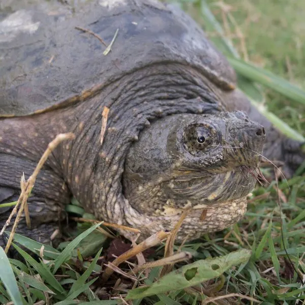 Common snapping turtle - chelydra serpentina