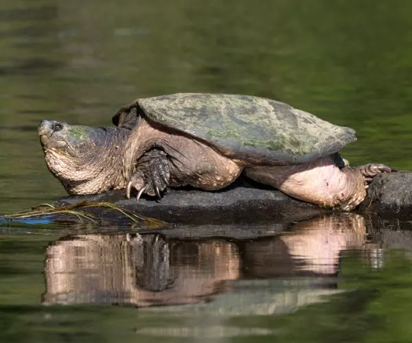 Common snapping turtle basking on rock in Ontario Canada