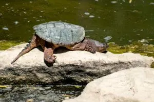 Common snapping turtle basking on rock