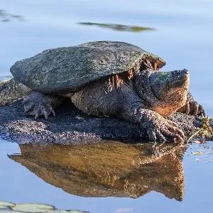 Common snapping turtle in Wyoming