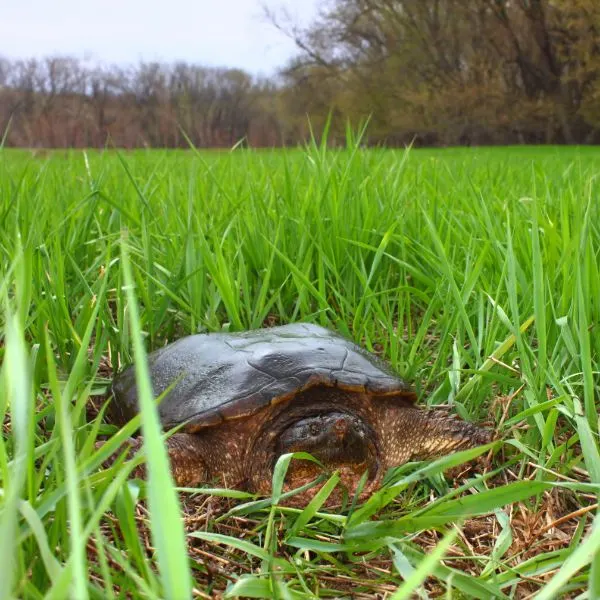 Common snapping turtle in grass (Chelydra serpentina)