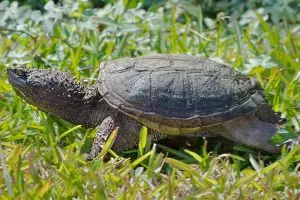 Common snapping turtle in grass