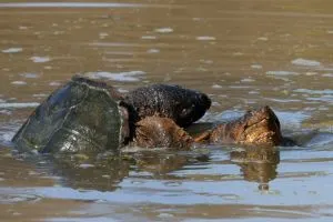 Common snapping turtles biting eachother