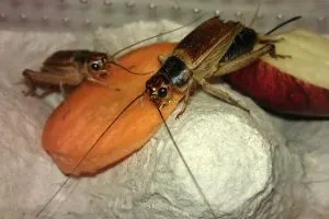 Crickets_feeding_on_carrot for gut loading