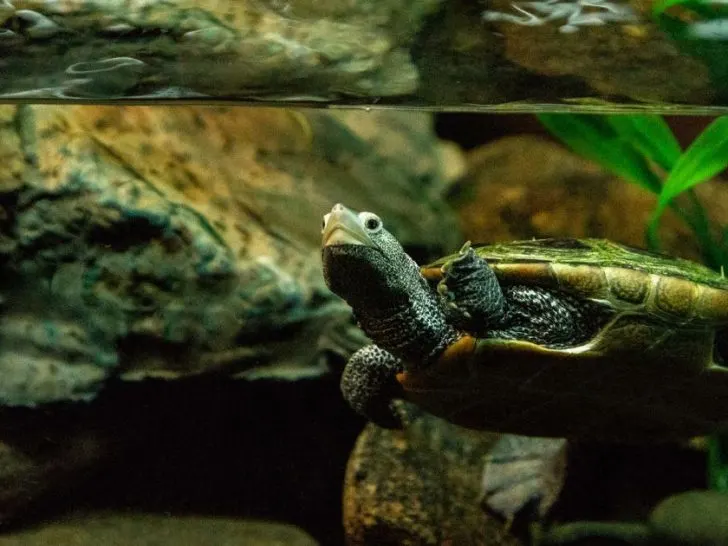 DiamondBack Terrapin Care Guide