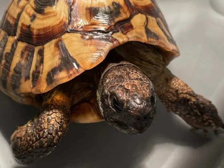 Do tortoises hibernate
