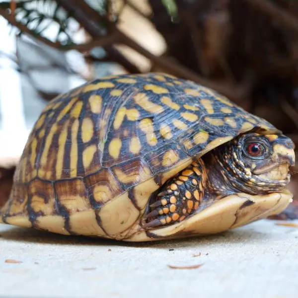 Eastern Box Turtle (Terrapene carolina) tucked in shell looking curiously