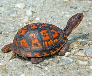 Eastern Box Turtle on side of river in sand and rocks