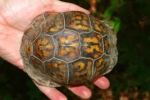 Eastern Box turtle being held in hand closed up