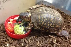 Eastern Box turtle eating with vitamin a deficiency
