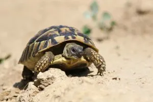 Eastern Hermanns Tortoise